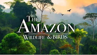 Amazon Rainforest 4K - A Wildlife and Birds Documentary