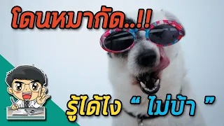 ในช่วงอากาศร้อน ทำไมอัตราการเกิดพิสุนัขบ้าถึงสูงขึ้น?