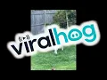 Download Lagu Silly Saint Bernard Kicks Grass || ViralHog