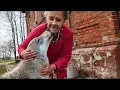 Download Lagu Ella crio a este cachorro sin saber que era un lobo, después de un año, demostró de lo que era capaz