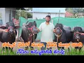 Download Lagu తక్కువ ధరలో ముర్రా జాతి గేదెలు అమ్మకానికి కలవు |ఎక్కడ కొన్న పాలు చూసి కొనండి | Murra Buffaloes sale