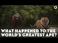 What Happened to the World s Greatest Ape