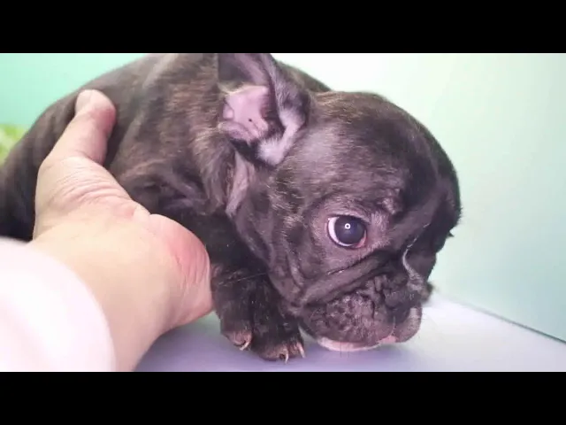 動画