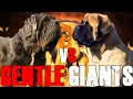 Neapolitan Mastiff vs English Mastiff English Mastiff vs Neapolitan Mastiff Billa Boyka