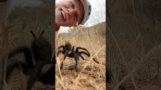 A beautiful California Ebony Tarantula just going about its business. #nature #spider #spiders #hike