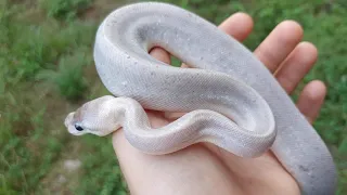 Why to not breed Panda Pieds and Grey Matter Ball Pythons