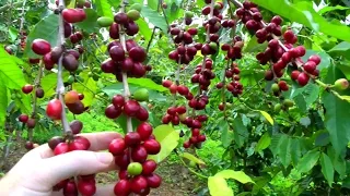 Download Make a Cup of Coffee Starting From Scratch | Coffea arabica | Video MP3