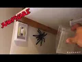 Spider JUMPSCARE | Try Not To SCREAM!