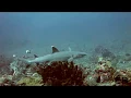 Diving Amed - Sharks of Lipah