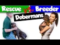 Adopting vs Buying a Doberman Which is Better