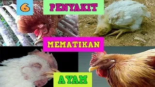 Download 6 Penyakit Yang Paling Sering Menyerang Ayam [Penyebab, Gejala, Pencegahan, dan Pengobatan] MP3