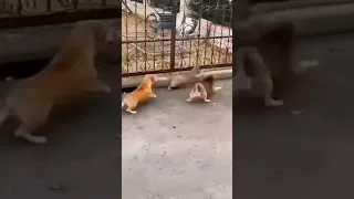 القطة تضرب الكلاب بقوة 