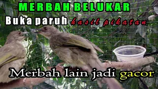 Download Merbah belukar gacor,merbah belukar mata merah mp3 MP3