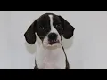Boggle Pictures Chews A Puppy