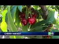 Cherry harvest underway in San Joaquin County
