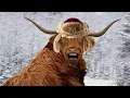 Snowski Billy - Wilsonville Subaru NO Bull customer service department review