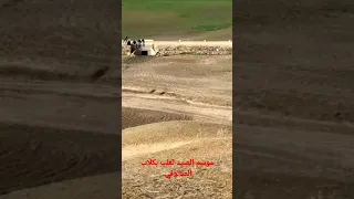 موسم الصيد ثعلب بكلاب الصالوقي  موسم الصيد ثعلب بكلاب الصالوقي