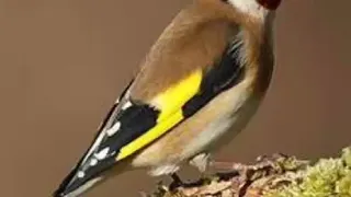 سناويات لبلب زلغوطه صره خالي من الاخطاء 