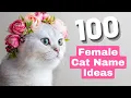 100 Female Cat Name Ideas