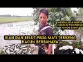 NYESER DI SAWAH BELUT DAN IKAN NYA PADA KERACUNAN OBAT KEONG SEMUA.#bocilngotektak#nyeser#ikanmati