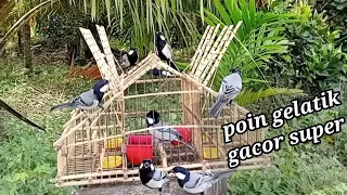 Download MENJEBAK GELATIK BATU GACOR MENGGUNAKAN SANGKAR PIKAT SERINDIT () BIRD TRAP MP3