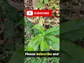 Download Lagu Insulin Plants Information #shorts