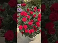 Download Lagu Super red rose flowers plant (4/10)