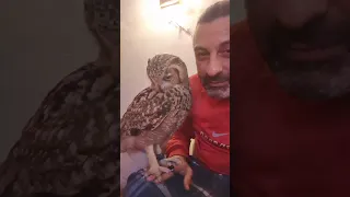 البومه الفرعونية ليلي شوف طائر البوم عشري ازاي مكسوفة من الكاميرا قمة الجمال قطة الجوارح ليلي 