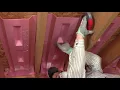 Insulation Installation Guide ProCat Dense Blow Insulation for Attics