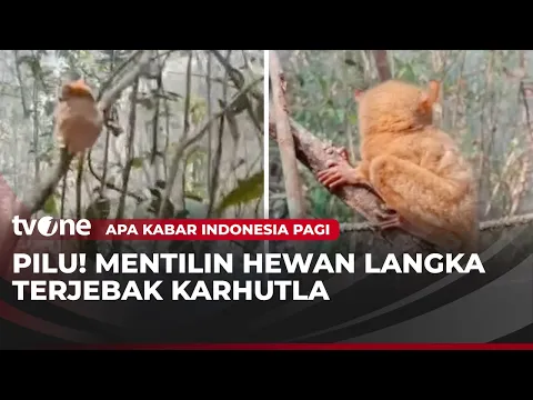 Primata Langka Terjebak Kebakaran Hutan di Pangkalpinang