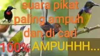 Download suara pikat burung kecil paling DI CARI. MP3