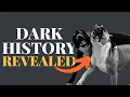 What Was the Staffordshire Bull Terrier Bred For TRUTH REVEALED