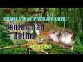 Download Lagu Suara Pikat Prenjak Lumut Jantan Dan Betina Ribut Terbaru 2025.