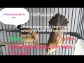Download Lagu ciri2 burung cici padi jantan dn betina yg tepat dn akurat akurat #lidah/rahang jantan hitam