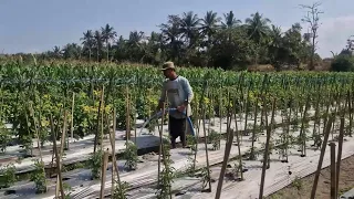 BRILLIANT FARMING IDEA! THIS SIMPLE TOOL SAVES TIME & EFFORT! - Agricultural Farming