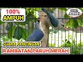 SUARA PANCINGAN \u0026 MASTERAN RAMBATAN PARUH MERAH JERNIH !!!