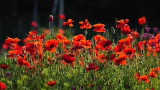Red Poppy Field Ambience 1 HOUR - Relaxing Nature Sounds for Calm Focus Sleep