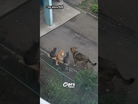 UNA TARDE NORMAL #viral