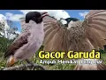Download Lagu GACOR GARUDA,‼️ SUARA PIKAT BURUNG KUTILANG PALING TOP..