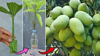 Download Grow mango from cuttings using natural rooting aloe vera | Method of rooting in water MP3