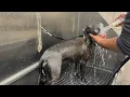 Self Service Dog Grooming at Pet Supplies Plus Chanel s first time 40 for 5 Visits
