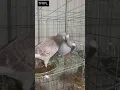 Lagu #pigeon #racingpigeons #pigeonracing #racer #racerkabootar #homer #homerpigeon #kabootar #kabutar 🕊️