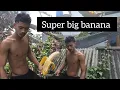 Download Lagu Super big Kepok bananas, behind the house 