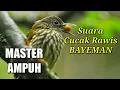 Download Lagu SUARA CUCAK RAWIS GACOR