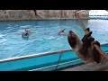 Sloth Has Private Tour Around Aquarium