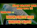 TAHAPAN BURUNG PERKUTUT GACOR || TAHAPAN BURUNG PERKUTUT MANGGUNG GACOR || TAHAPAN PERKUTUT NGAYER