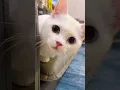 Download Lagu Billi boli meow 😼#shorts #speakingcat#funny