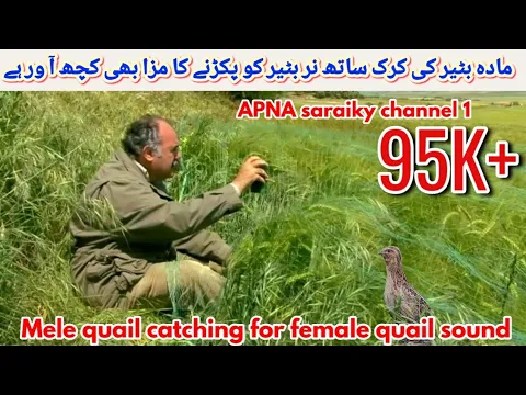 Download MP3 female quail sound / quail sound / madi batair ki awaz 2024