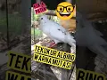 Download Lagu SUARA PANCINGAN TEKUKUR PASTI NYAUT SUPER GACOR ALBINO WARNA MUTASI DOVE BIRD SOUND #tekukur