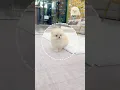Download Lagu #cute #poompoom #pets #cutedog #poms #poodle #puppy #มินิบิชอง #animals #บิชองฟริเซ่